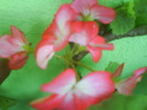 DSC02000