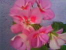 DSC02014
