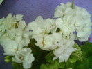 DSC02011