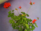 DSC02033