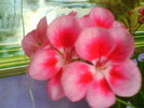 DSC02037