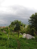 VINE PLOAIA..