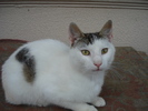 ALBISOARA