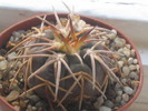 Gymnocalycium spegazzinii v punillense VS 79 El Obelisco