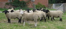 berbeci-suffolk -texel- germania