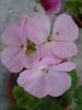 Geranium Appleblossom (2009, Aug.06)