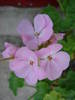 Geranium Appleblossom (2009, Aug.06)