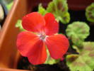 Geranium Scarlet (2009, June 25)