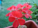 Geranium Scarlet (2009, July 10)