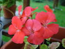 Geranium Scarlet (2009, July 10)