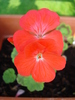 Geranium Scarlet (2009, August 04)