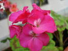 Geranium Violet (2009, July 10)