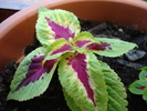 Coleus Roseo (2009, May 24)