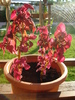 Coleus Copper Glow (2009, June 13)