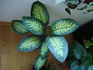 Dieffenbachia Tropic Snow (2009, Jun.15)