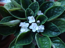 Double White African Violet (2009, Jul.28)