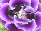 SDC12732