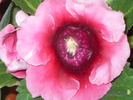 SDC12599