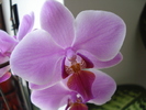 Phalaenopsis Pink Butterfly (2010, Feb.13)