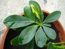 Schefflera Gold Capella (2010, Apr.25)