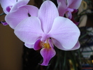 Phalaenopsis Pink Butterfly (2010, Apr.29)