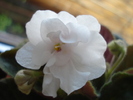 Double White African Violet (`10, May 10)