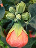 Abutilon Orange Marion (2010, May 11)