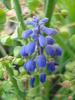 Muscari armeniacum (2010, May 11)