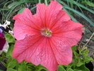 Salmon Petunia (2010, May 11)