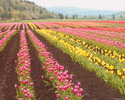 tulip_field