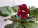 MA"S RED ROVER