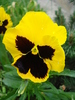 Swiss Giant Yellow Pansy (2010, May 15)