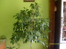 ficus benjamin