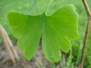 Gingko biloba (2010, May 15)