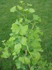 Maidenhair Tree (2010, May 19)