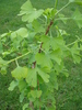 Maidenhair Tree (2010, May 19)