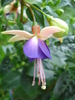 Fuchsia Violette (2010, May 19)