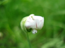 Triteleia hyacinthina (2010, May 15)