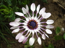 Daisy Nasinga White (2010, May 19)