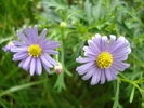 Swan River Daisy (2010, May 19)