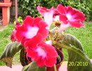 glixinia rosie