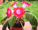 gloxinia