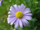 Swan River Daisy (2010, May 19)