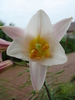 Trumpet lily, Regal lily 15may2010