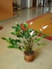 ANTHURIUM ROZ