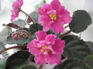 Rebel-s Carnation Splash