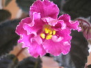 Rebel-s Carnation Splash