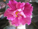 Rebel-s Carnation Splash