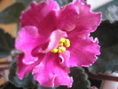 Rebel-s Carnation Splash