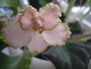 Rob-s Antique Rose